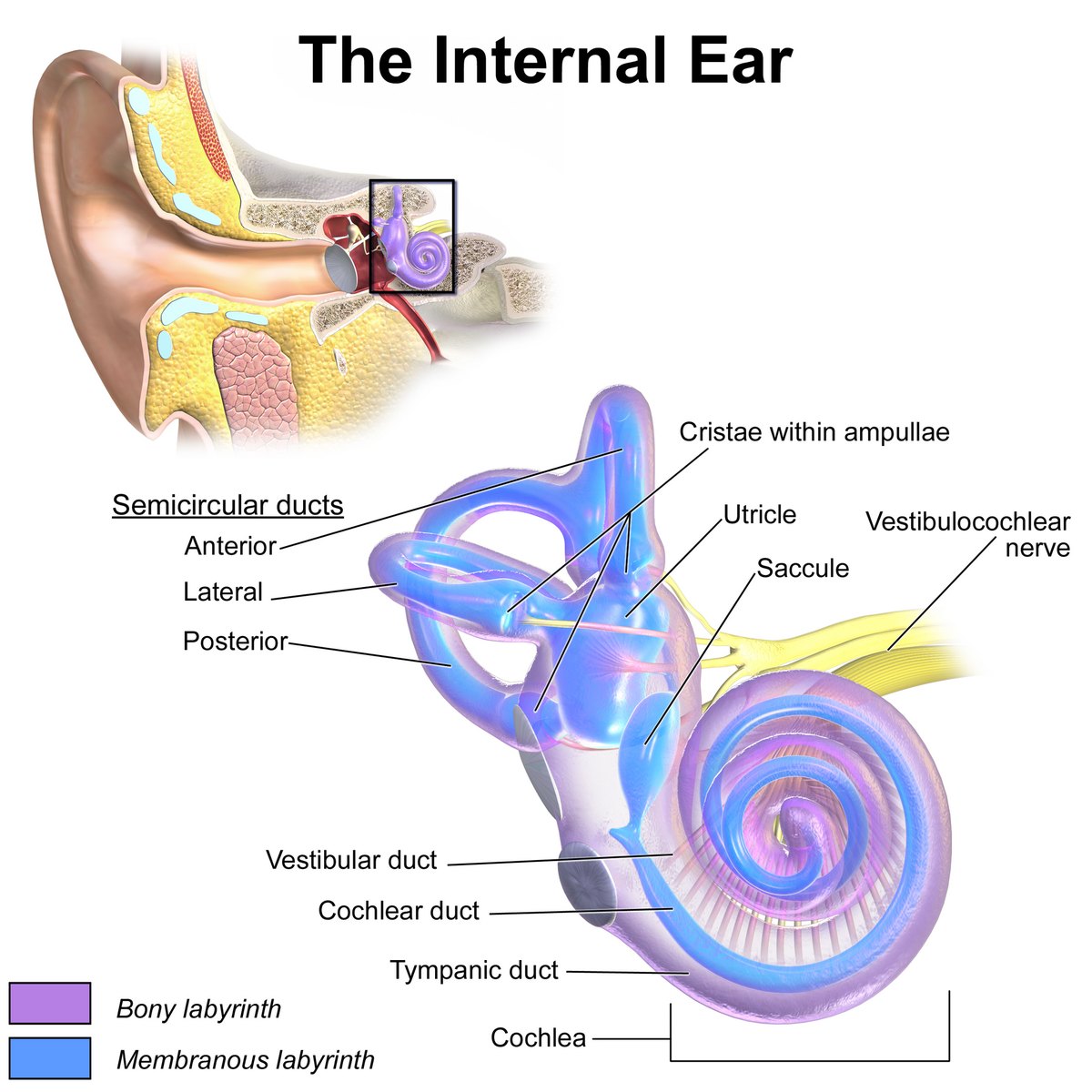 The Connection Between TMJ Disorders and Vestibular Conditions: What the Evidence Shows